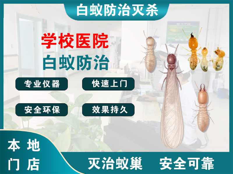 大丰学校医院白蚁防治