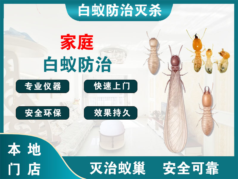 大丰家庭白蚁防治