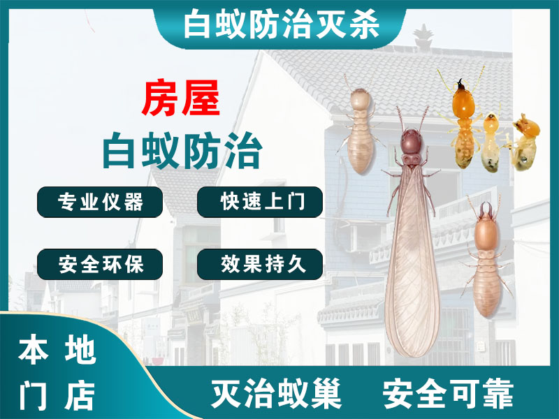 大丰房屋白蚁防治